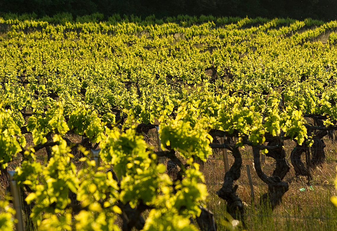 Vignes et vignobles