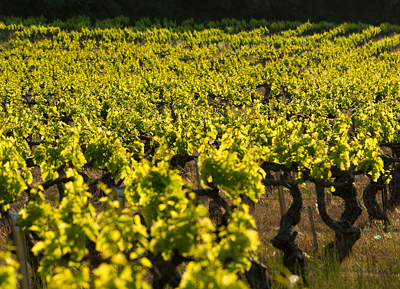 Vignes et vignobles